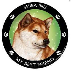 Shiba Inu -